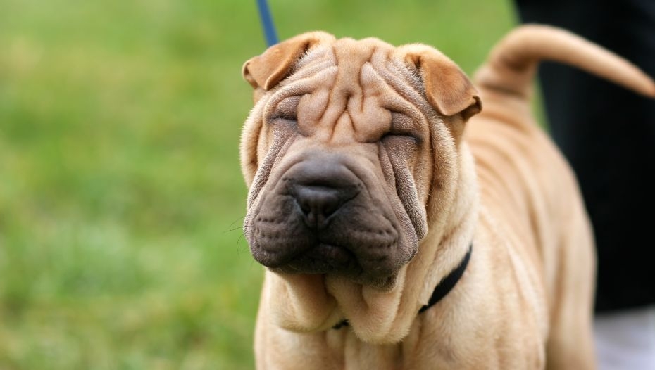 Shar Pei Dog Breed Information Purina UK